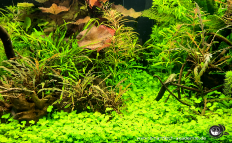 Ein Aquascaping Aquarium verlangt gute Kenntnisse der Wasserparameter.